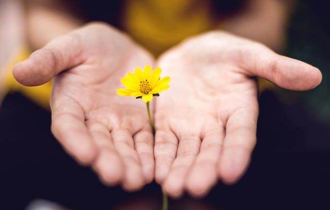 Hände mit kleiner gelbe Blume